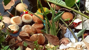 শিক্ষার্থীদের মিড ডে মিলের বানরুটি ফেলা হলো পুকুরে