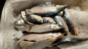 গুজরাটের ইলিশ আসছে বাংলাদেশে