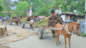 ঘোড়ার গাড়িতে জীবিকা