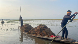 ‘কালো ধান’ নিয়ে হতাশ কৃষক