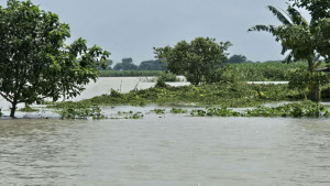 লালপুরে পদ্মায় পানি বেড়ে প্লাবিত কয়েক হাজার বিঘা ফসলি জমি