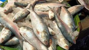 স্বাদ ঠিক রেখে ইলিশ সংরক্ষণের উপায়