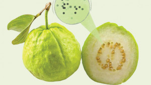 বাণিজ্যিক পেয়ারায় ভারী ধাতু