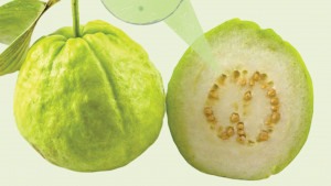 বাণিজ্যিক পেয়ারায় ভারী ধাতু