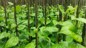 চুরি যাওয়া পান ‘আড়তে’, সংঘর্ষে আহত ১০