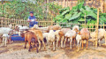 দুই দুম্বায় শুরু, তিন বছরে কোটি টাকার খামার