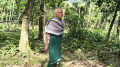 বৃদ্ধার চোখে বন হারানোর বেদনা