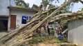 সকালে কাটার প্রস্তুতি, গভীর রাতে উপড়ে পড়ল ‘ভূতুরে’ বটগাছ