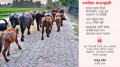 টাকায় মুক্ত হলো লুটের ৩৫ মহিষ