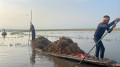 ‘কালো ধান’ নিয়ে হতাশ কৃষক
