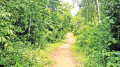 সংরক্ষিত বনে পাকা সড়ক অবৈধ বসতি গড়ার শঙ্কা