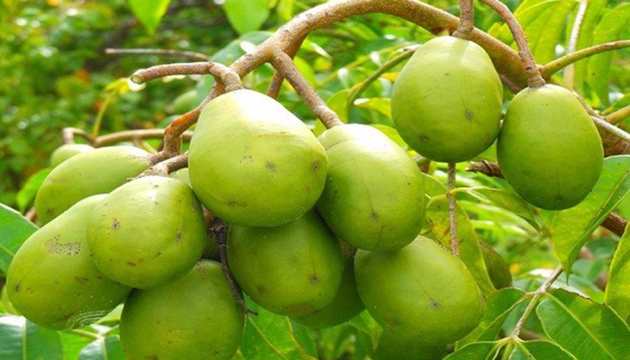 আমড়ার আকার বড় ও বীজ ছোট করার গবেষণা চলছে