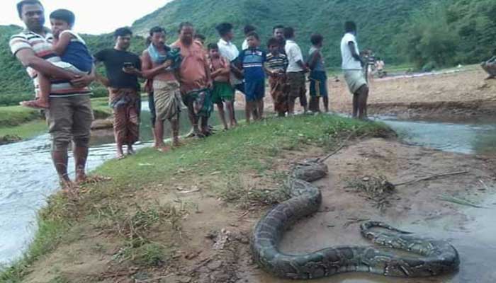 হরিণ খেতে গিয়ে প্রাণ গেল অজগরের
