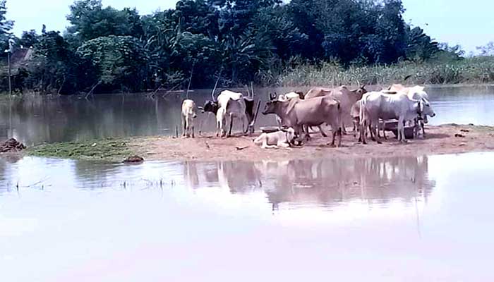 লালপুরে আরও ২ গ্রাম প্লাবিত, পানিবন্দি ৫ হাজার মানুষ