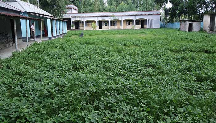 স্কুলের মাঠে মাষকলাই চাষ প্রধান শিক্ষকের!