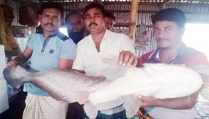 পদ্মায় ধরা পড়লো বিশালাকৃতির বোয়াল