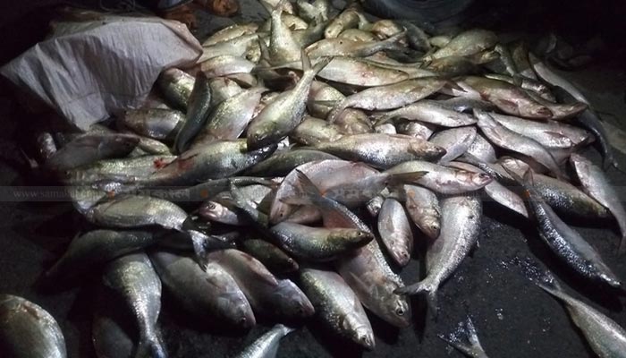 মা ইলিশ বহন: শরীয়তপুরে ৩ পুলিশ সাময়িক বরখাস্ত
