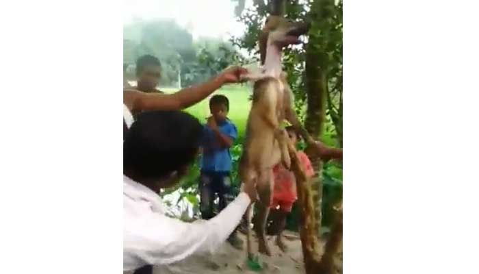 হাতীবান্ধায় শেয়াল জবাই করে মাংস ভাগাভাগি
