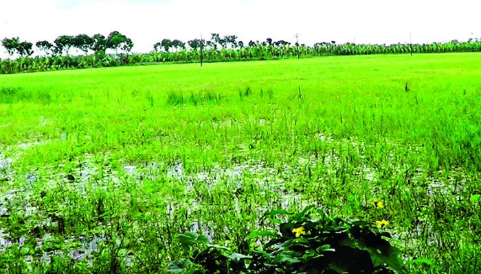 পানিবন্দি ৩০ গ্রাম