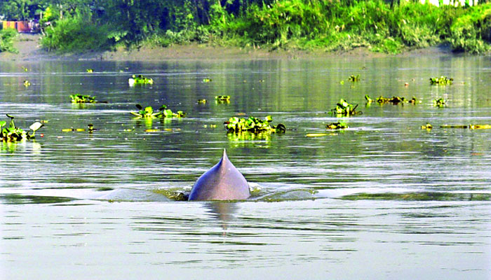 প্রজনন স্থানেই হুমকিতে গাঙ্গেয় ডলফিন