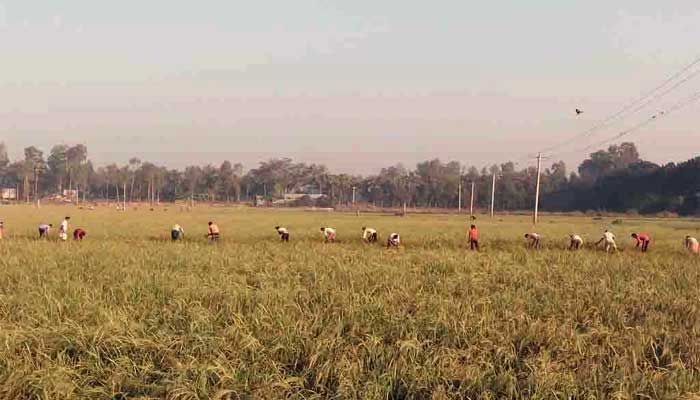 কৃষক থেকে ৬ লাখ টন আমন ধান কিনবে সরকার