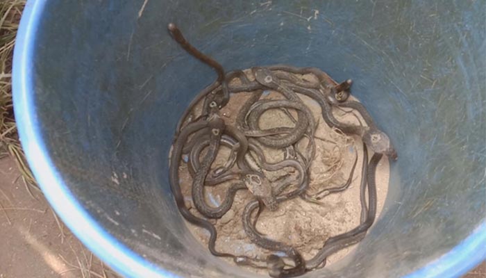 মোল্লাবাড়ির এতিমখানা-কবরস্থানে মিলল ২৮ সাপ