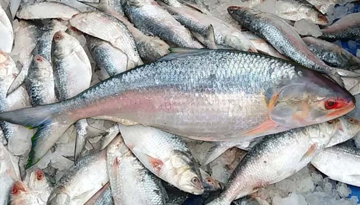বরগুনায় ইলিশ উৎসব বুধবার