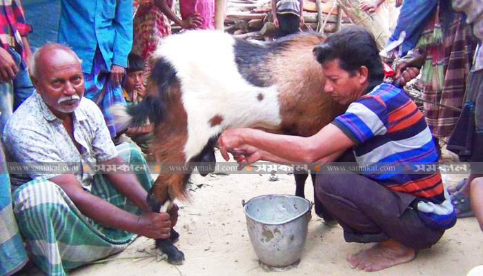 ছাগী নয়, দুধ দিচ্ছে পাঁঠা!