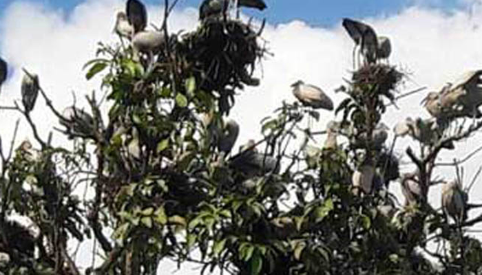 নীড়হারা পাখিদের পাশে র‌্যাব