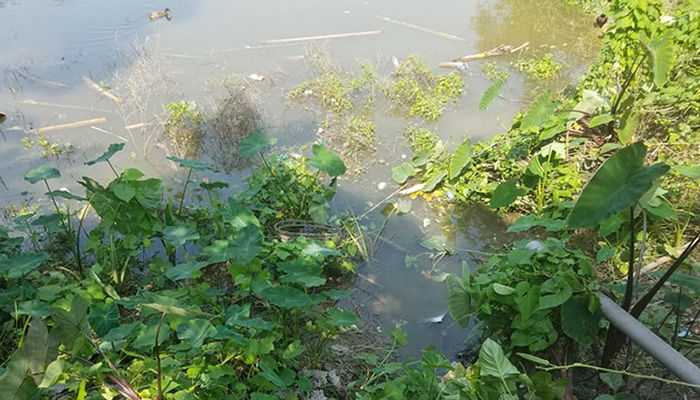 কলেজছাত্রকে শ্বাসরোধে হত্যার পর লাশ ডোবায়