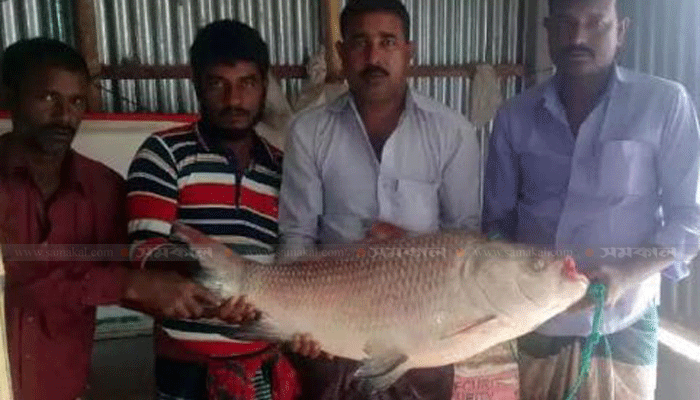 দৌলতদিয়ায় জালে ১৮ কেজি ওজনের কাতল