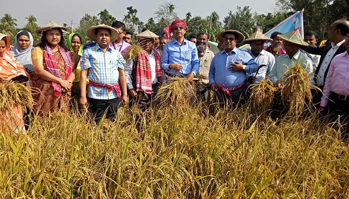 ফরিদপুরে ধান কাটা উৎসব শুরু