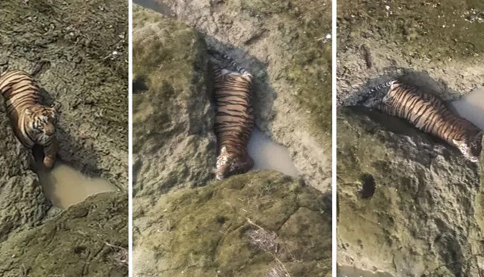 পাথরের খাঁজে আটকে বাঘের মৃত্যু