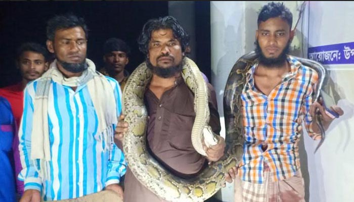 রাঙ্গাবালীতে ১২ ফুট লম্বা অজগর উদ্ধার