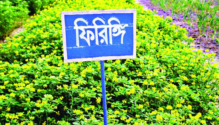 নতুন মসলা ফিরিঙ্গি