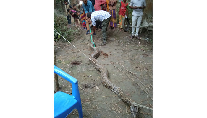 লোকালয়ে এসে ধরা ৮০ কেজির অজগর, সুন্দরবনে অবমুক্ত