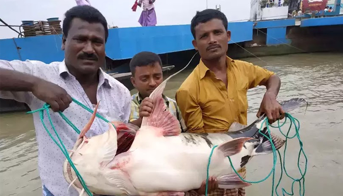 দৌলতদিয়ায় ধরা পড়ল ৩২ কেজির বাঘাইড়
