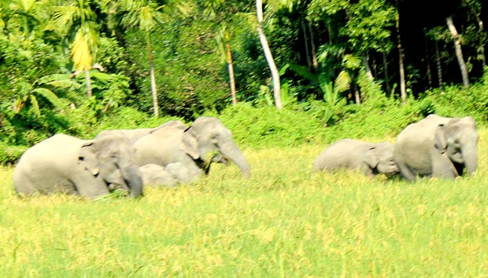 বোয়ালখালীতে হাতির আক্রমণে নিহত ৩