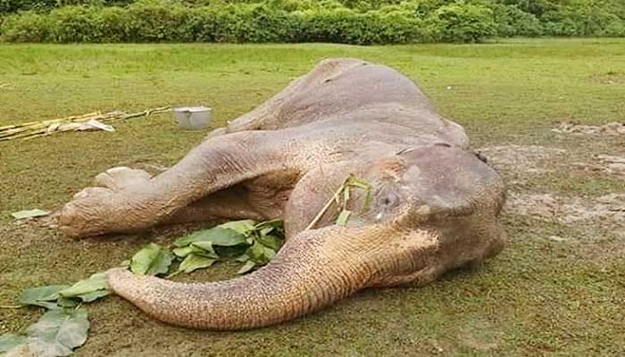 বাঁচানো গেল না হাতিটিকে