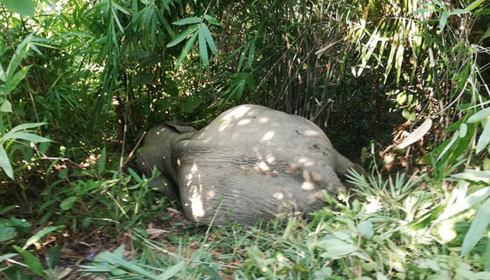 লামায় আরো এক বন্য হাতির মৃত্যু