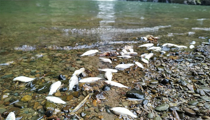 মাধবকুণ্ড জলপ্রপাতে ভেসে উঠছে মরা মাছ