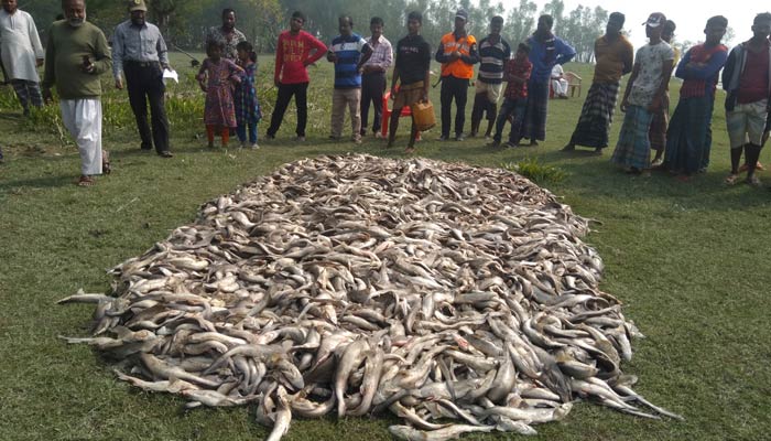 পাথরঘাটায় ৩ হাজার হাঙর মাছ জব্দ
