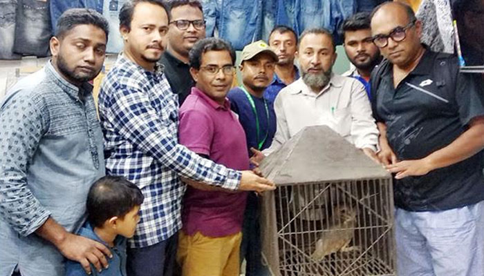 হবিগঞ্জে বিরল প্রজাতির লক্ষ্মী পেঁচা উদ্ধার