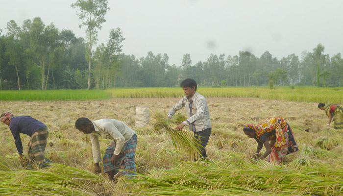 চলনবিলে আমনের বাম্পার ফলন তবে হতাশ কৃষকরা