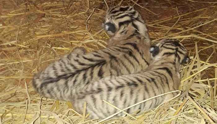 রাজ ও পরীর ঘরে নতুন অতিথি