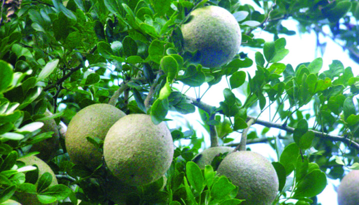 অর্থকরী কতবেল