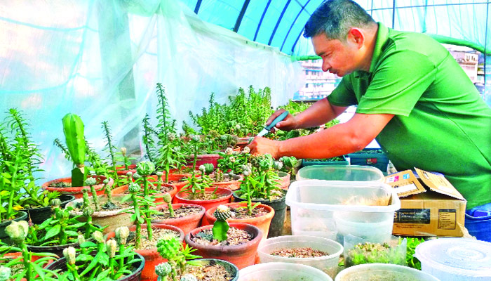 ক্যাকটাসে দিনবদল