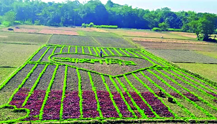 'ভালোবাসার' জমিন