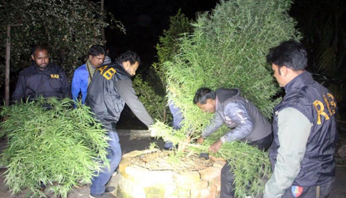 সিলেটে ছাদে গাঁজার বাগান, মালিক আটক