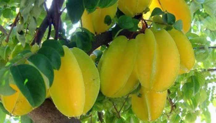 কিডনি নষ্ট করে কামরাঙা